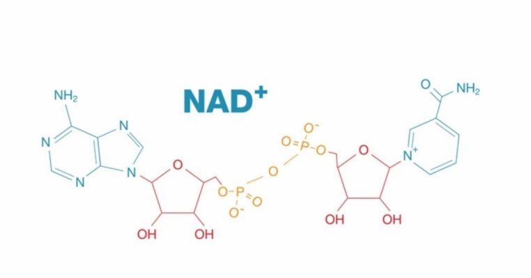 NAD+ Là Gì? Tác Dụng, Lý Do Suy Giảm Tự Nhiên Ở Người Già
