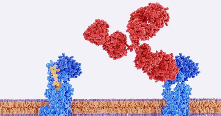 Telomerase là gì? Enzyme then chốt bảo vệ nhiễm sắc thể