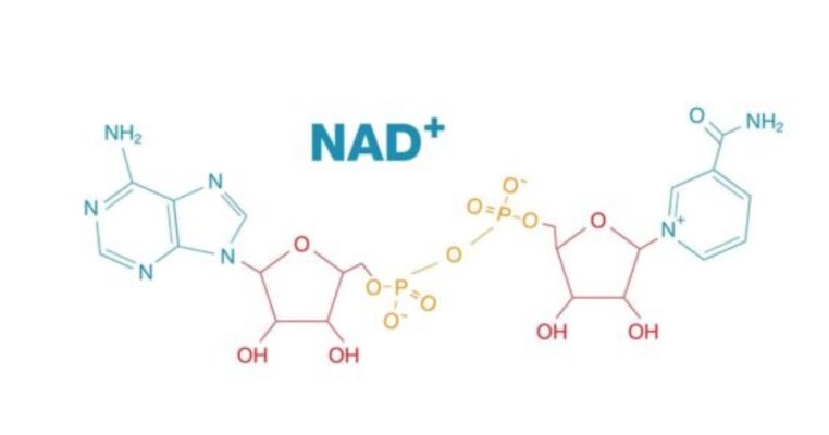 NAD+ có ở đâu
